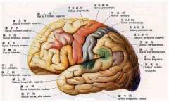 腦萎縮能活多久？